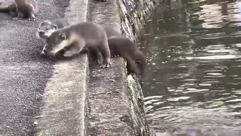 These baby otters got a swimming lesson from their parents