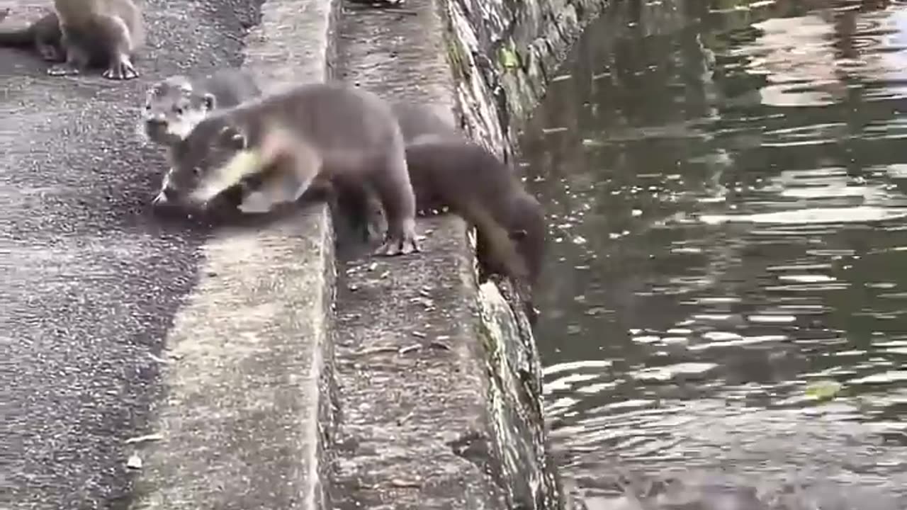 These baby otters got a swimming lesson from their parents