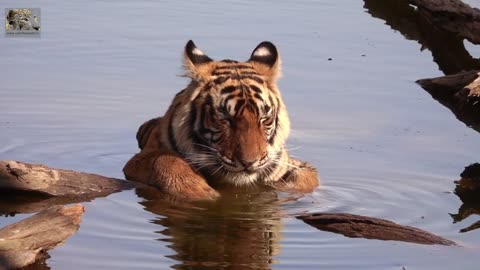 Tiger is the beautiful lands at wrong animal