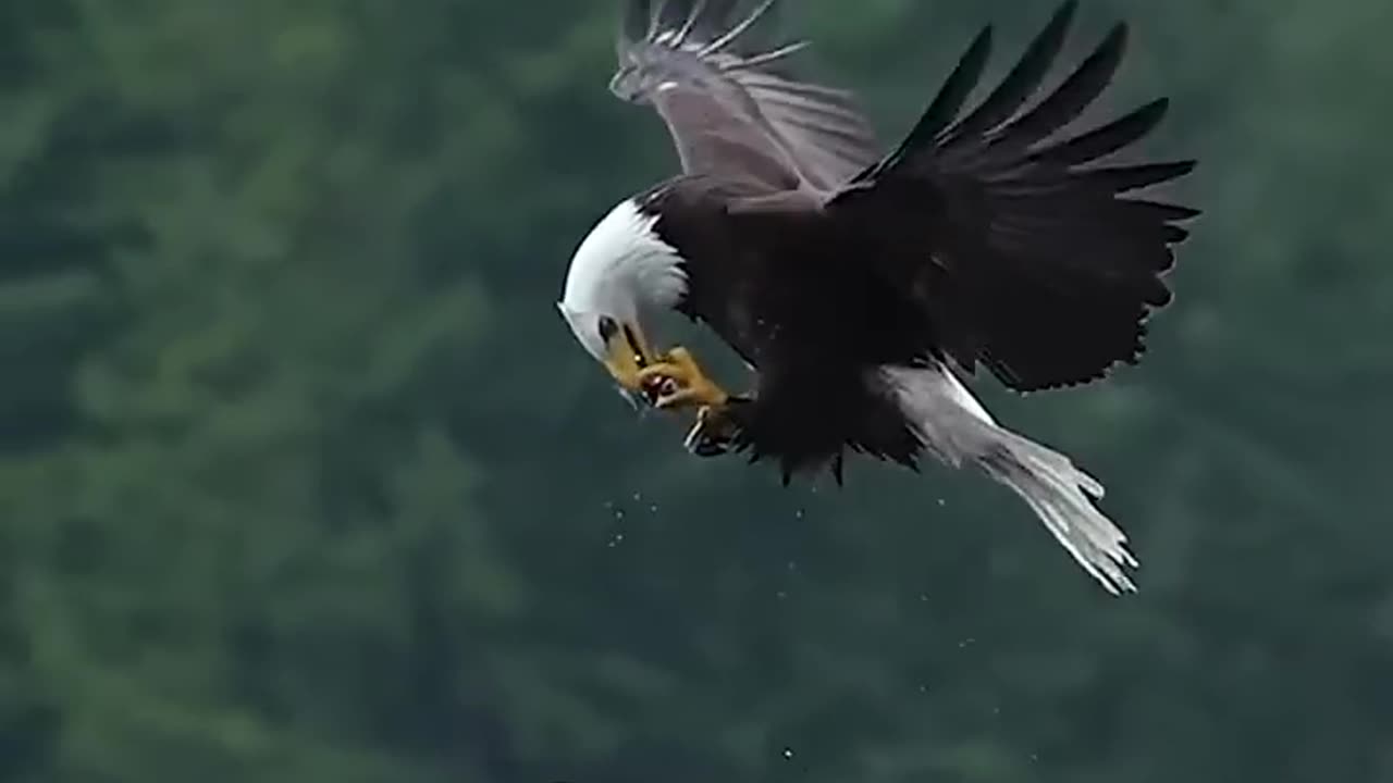 This Eagle Shocked Everyone