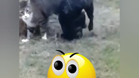 Funniest animals fight