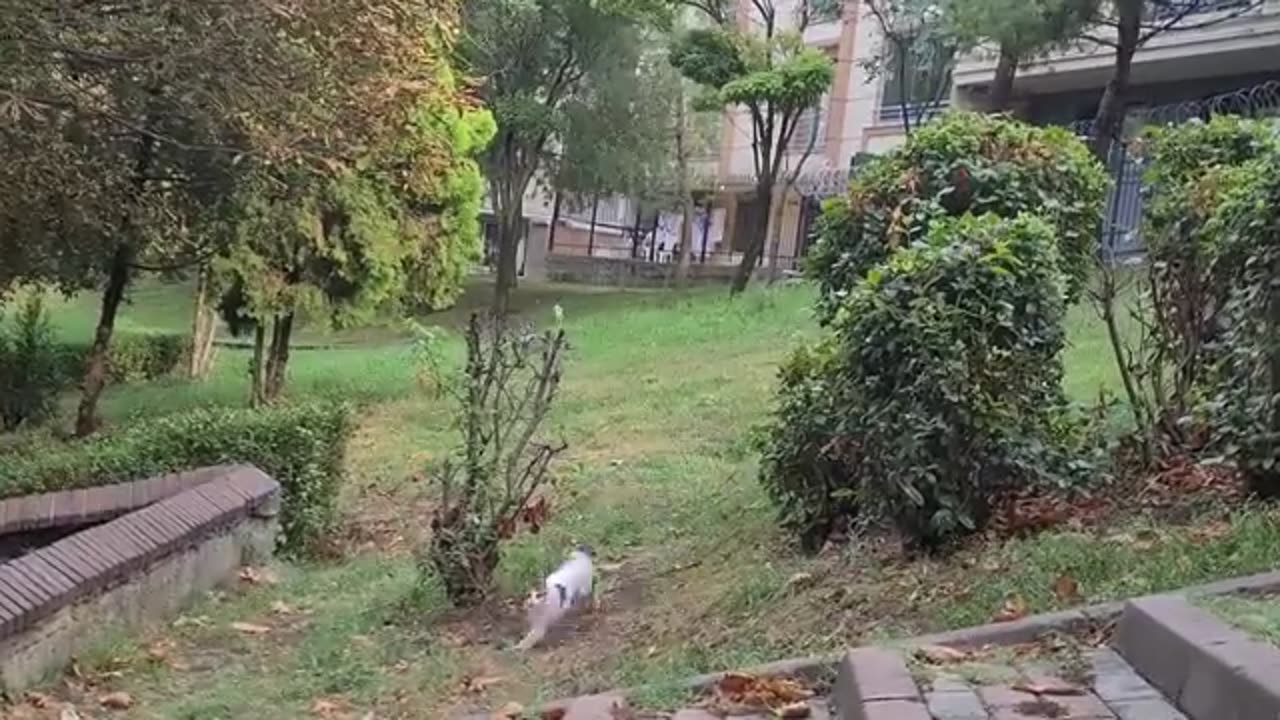 If you sit in this park, tens of cats will gather around you.