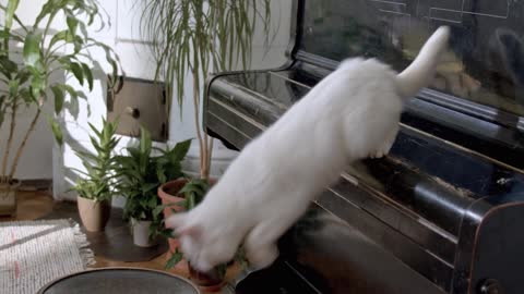 A Cat Jumping Down From The Piano