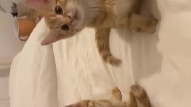 Funny Feline: Cat Does Tricks