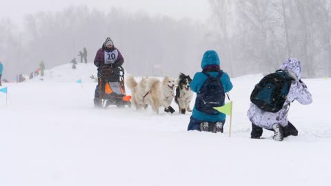 husky-sled-dogs-pulling-in-slow-motion