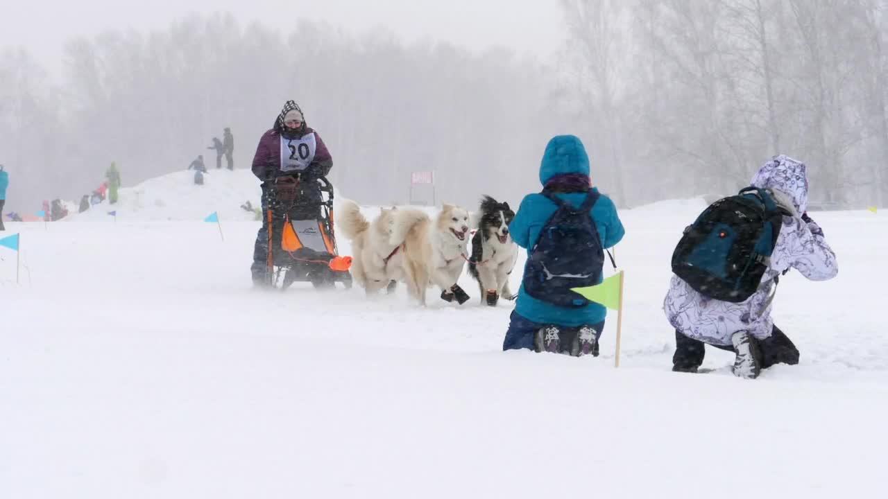 husky-sled-dogs-pulling-in-slow-motion