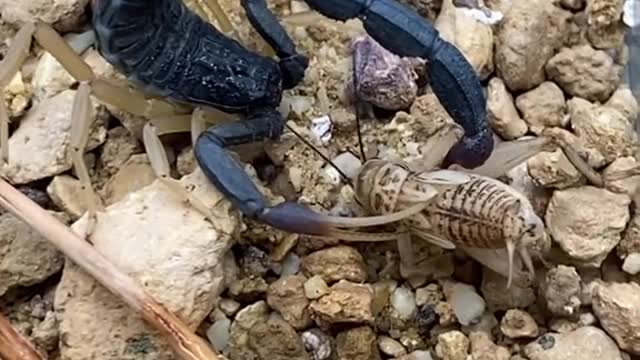 The most venomous black scorpion