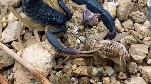 The most venomous black scorpion