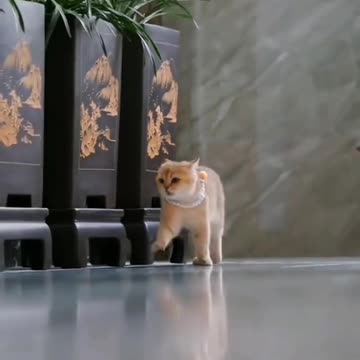 Funny Animal | and that, ladies and gentlemen, is why it's called a catwalk 😂