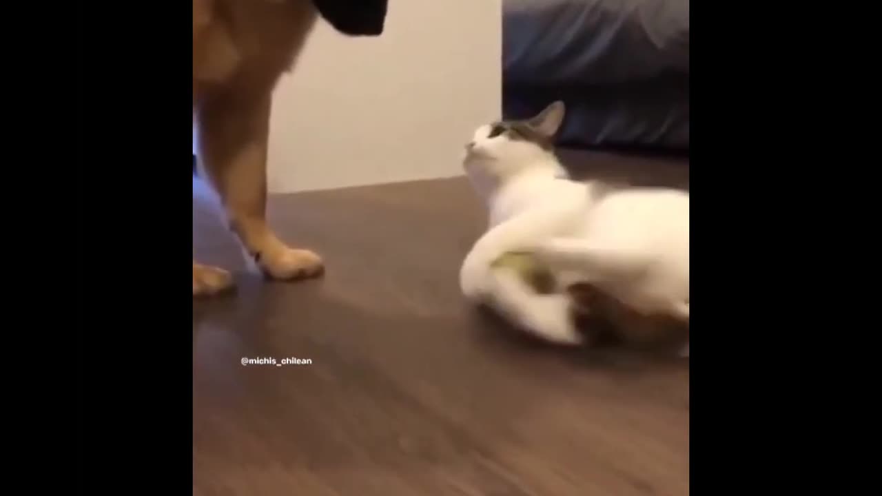 Funny animals video 😂