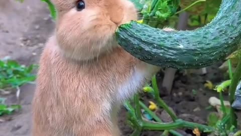 Rabbit eating cucumber