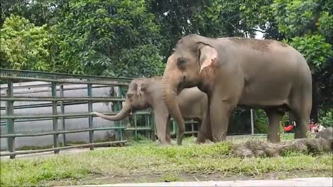 Gajah Sumatera Jalan Berdua _ Kebun Binatang Ragunan