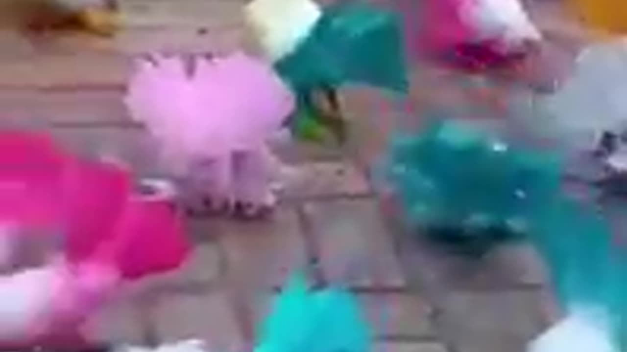 Beautiful Colorful Birds #shorts #viral #shortsvideo #video