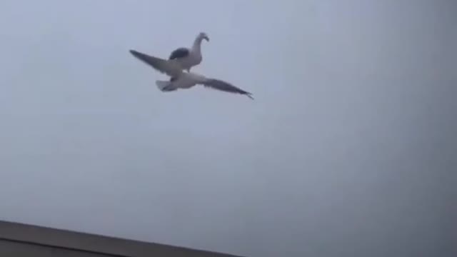 seagull rides another seagull