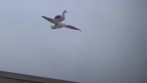 seagull rides another seagull