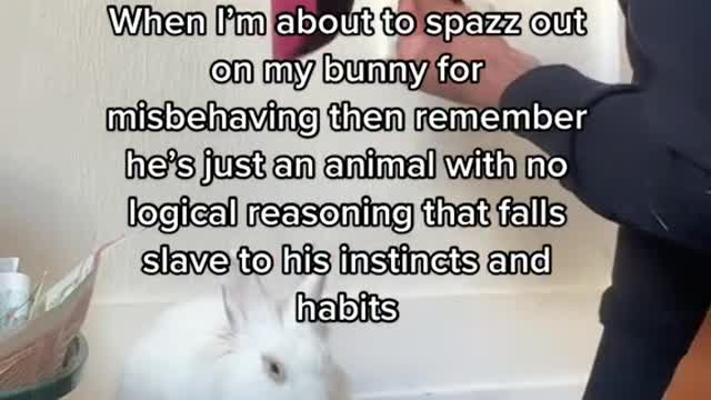 Bunnies were harmed in the making of this video