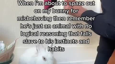 Bunnies were harmed in the making of this video