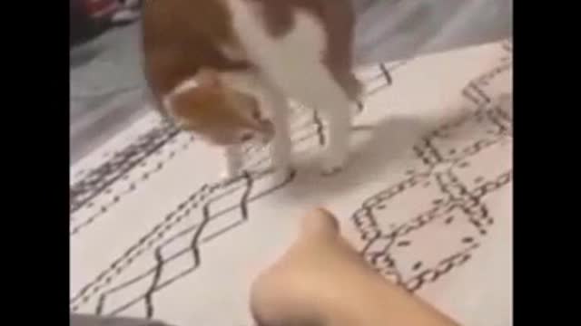 Cat Funny2