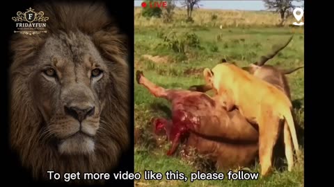 How badly a deer turned a victim to a lion ।। সিংহ কিভাবে হরিণ কে খেয়ে ফেললো