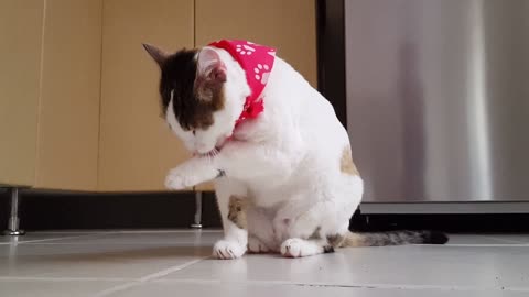 funny cat kitten