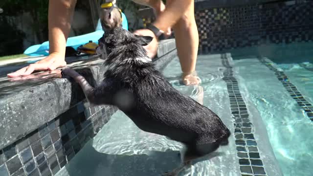 Jenna Marbles teaching her Dogs How To Swim (Quite interesting)!