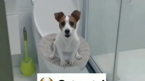 Dog In toilet And don.t see anyone