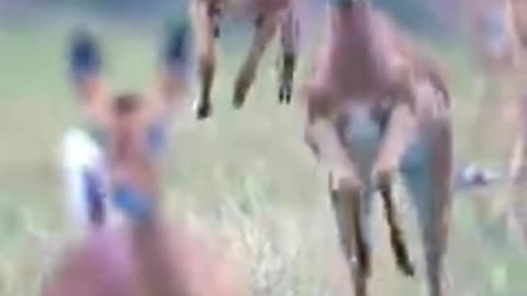 Forest cow I lov cow video