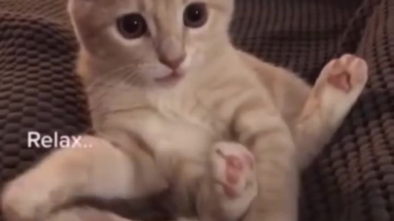 Cute cat play