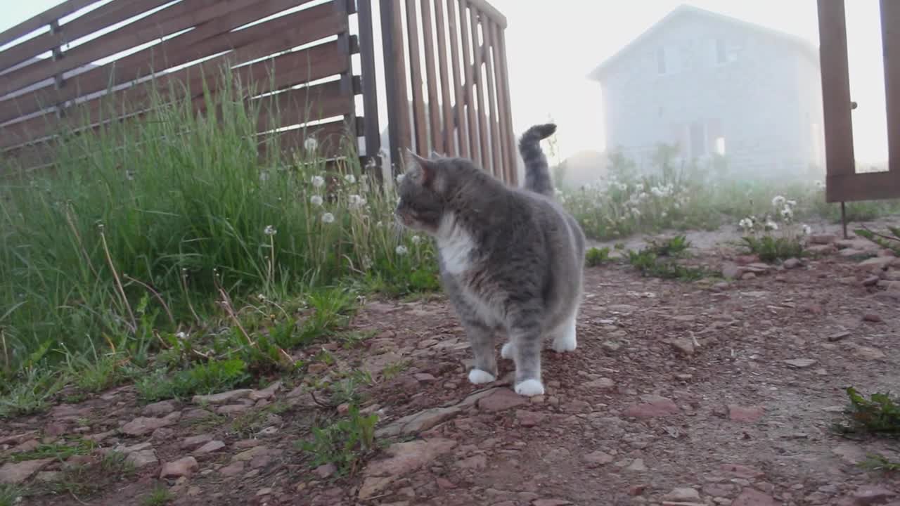 A cat walks together a dog friend