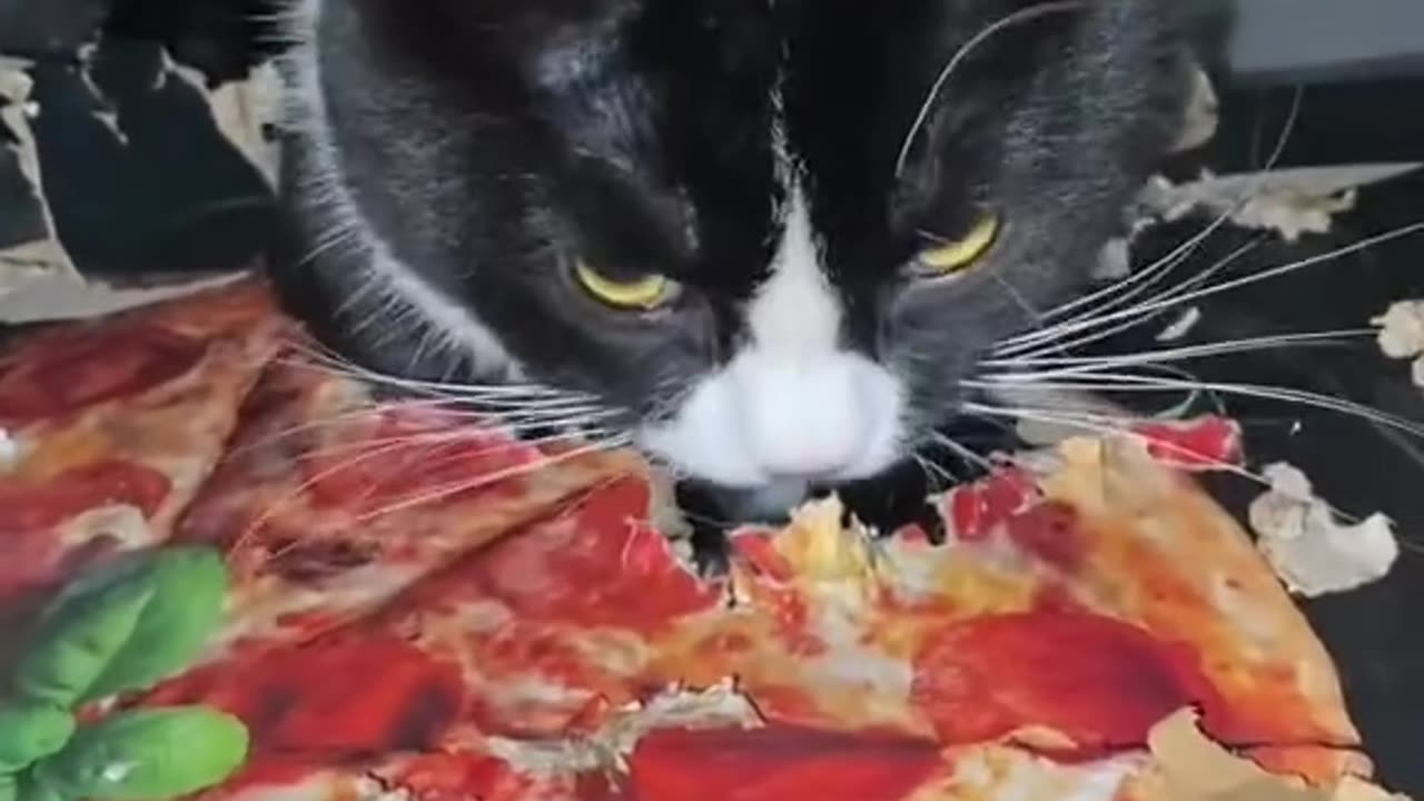 Hungry kitty