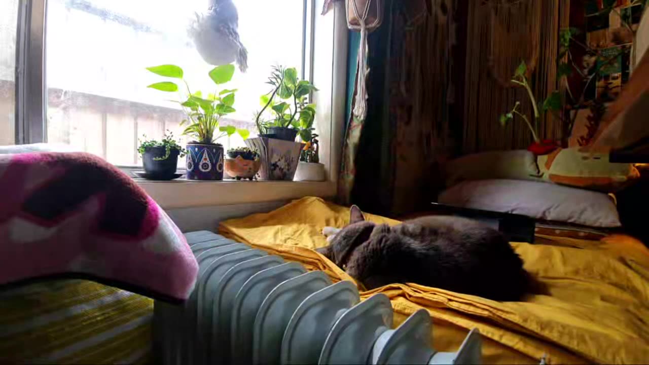 1 Hour Of Cat Relaxing On Bed Livestream No Music Natural Sound