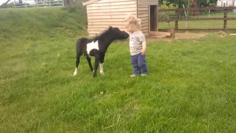 newborn miniature shetland foal gets friendly with young children!