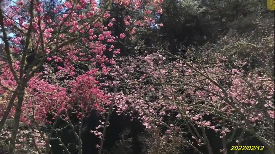 22_0212Relive 武陵農場