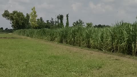 Pesticide Spray By drone on sugar cane field