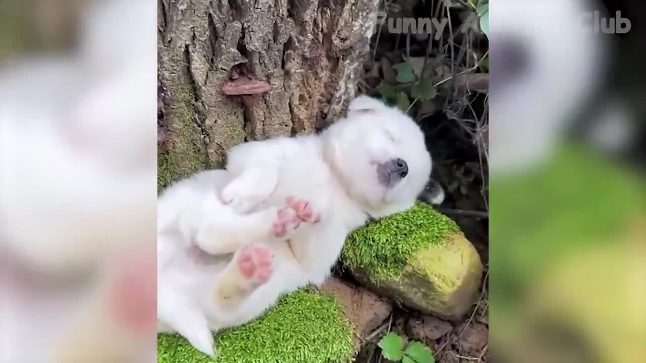 Funny Animal Videos 2022 - Best Dogs And Cats Videos #11