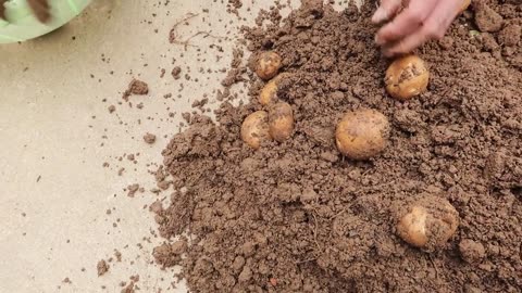 Unexpectedly_ Growing potatoes at home is so easy_ so many tubers