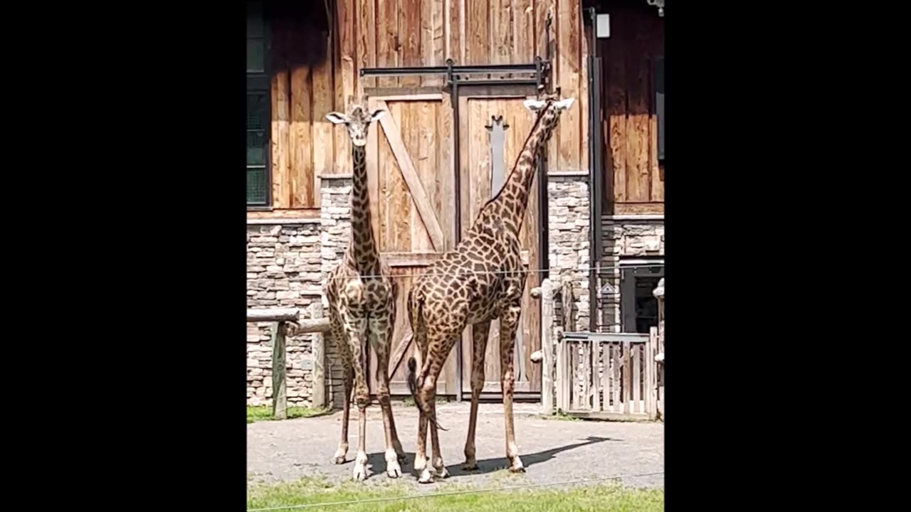 Giraffes, Supermodels of the Animal World