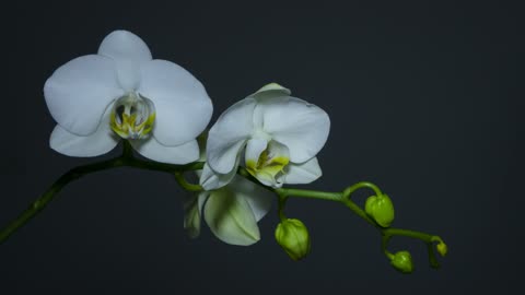 Orchidée Fleur Blanc