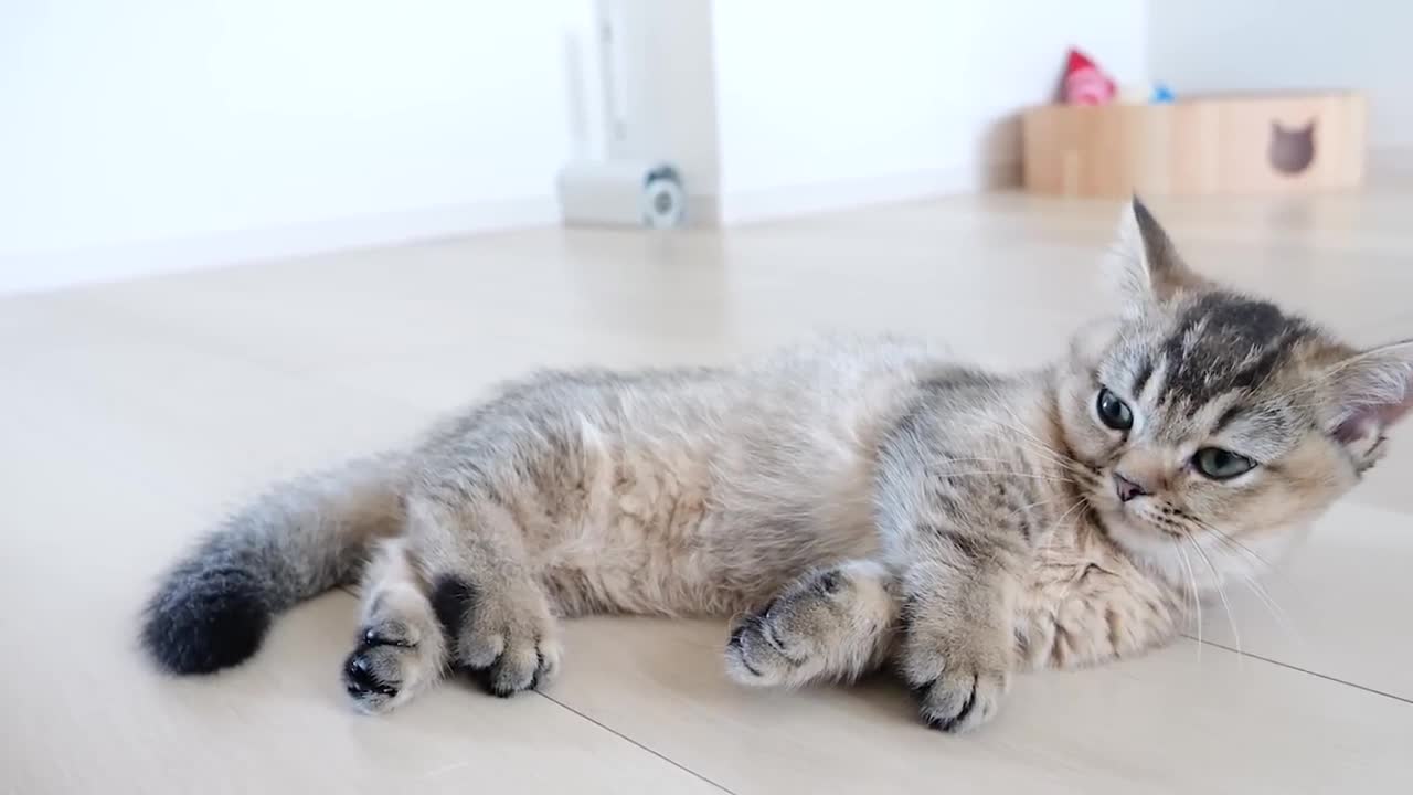 I feel happy when I see kitten living leisurely