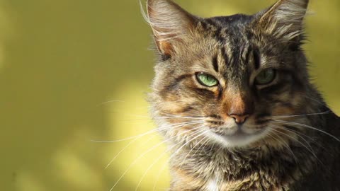 A BEAUTIFULL RUSSIAN CAT