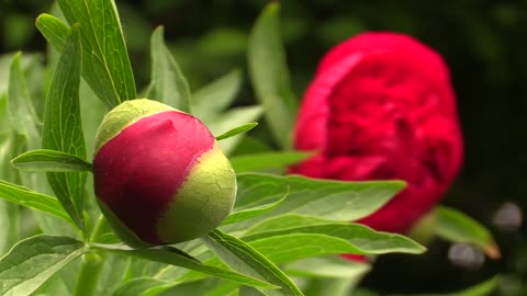 Poppy Flower