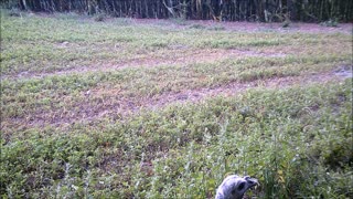 Fred Zepplin 2021, 8/22/21, All Kinds Of Critters!