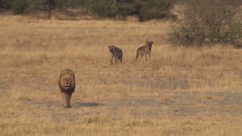 LIONS VS HYENAS - Clash of Enemies