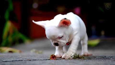 Cute doggie having fun with himself