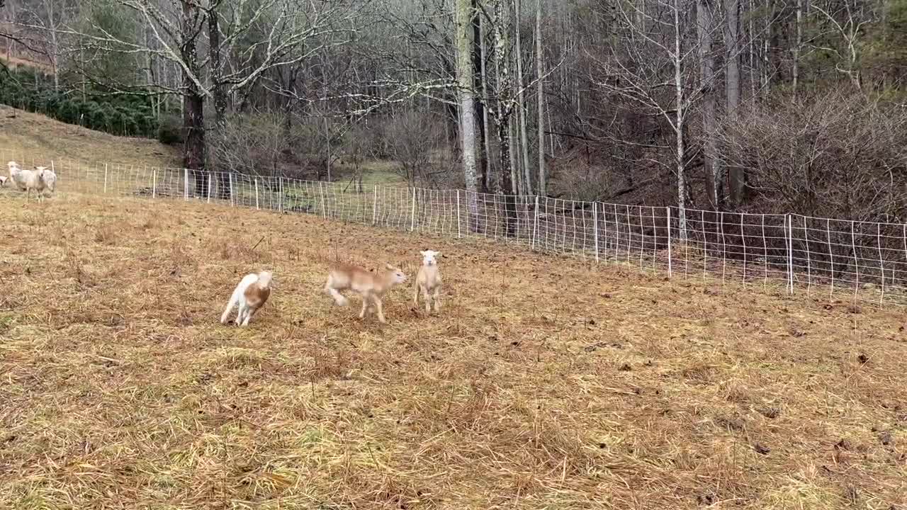 Lambs Frolicking Into The Weekend 💜