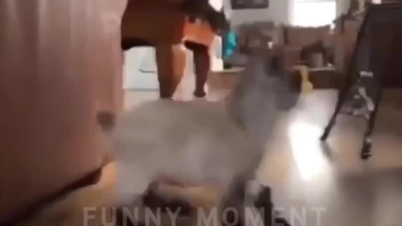 Funny Dogs Cats Pets And Animals Viral Videos