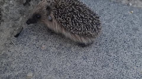 hedgehog baby / Well buddy ..cute 😘 #shorts #viral #animals #nature