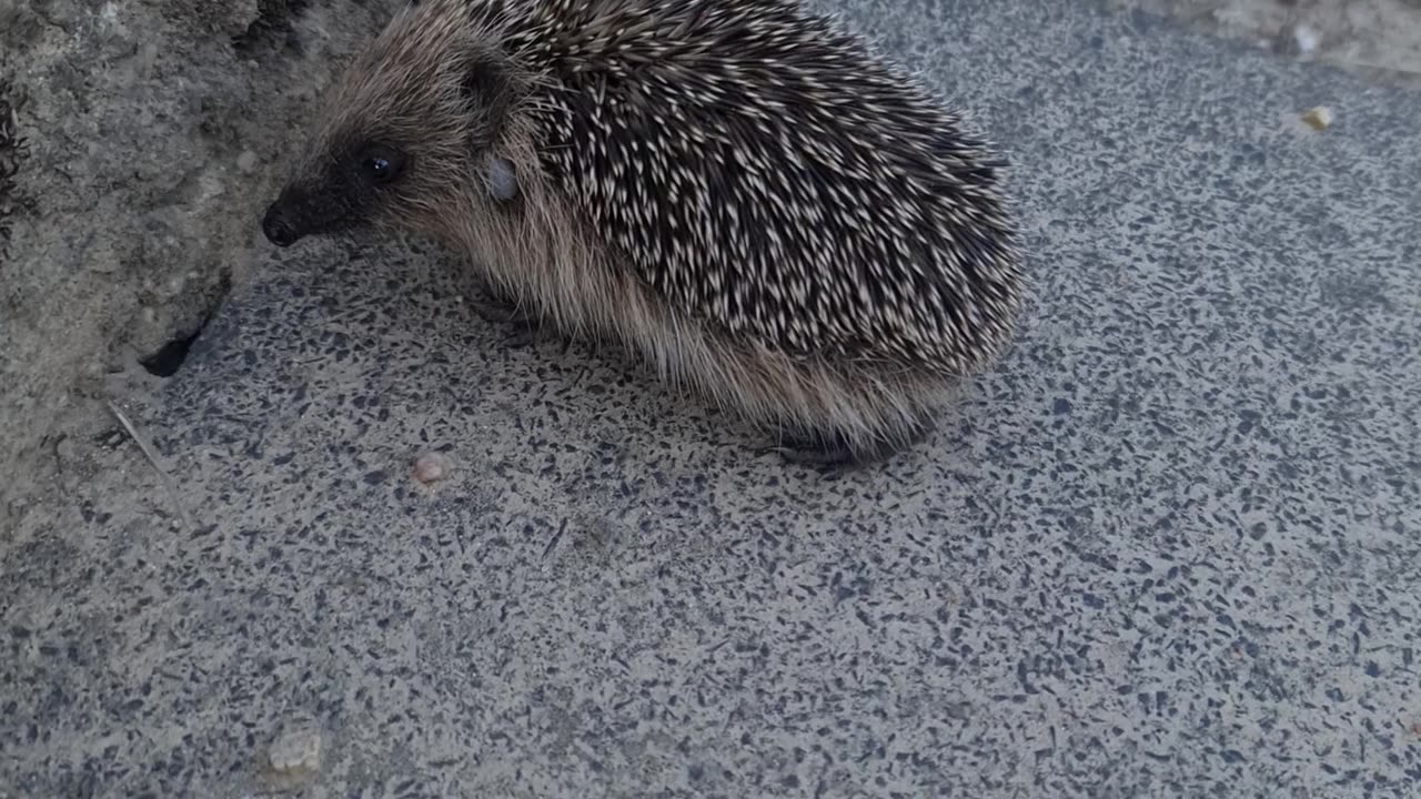 hedgehog baby / Well buddy ..cute 😘 #shorts #viral #animals #nature