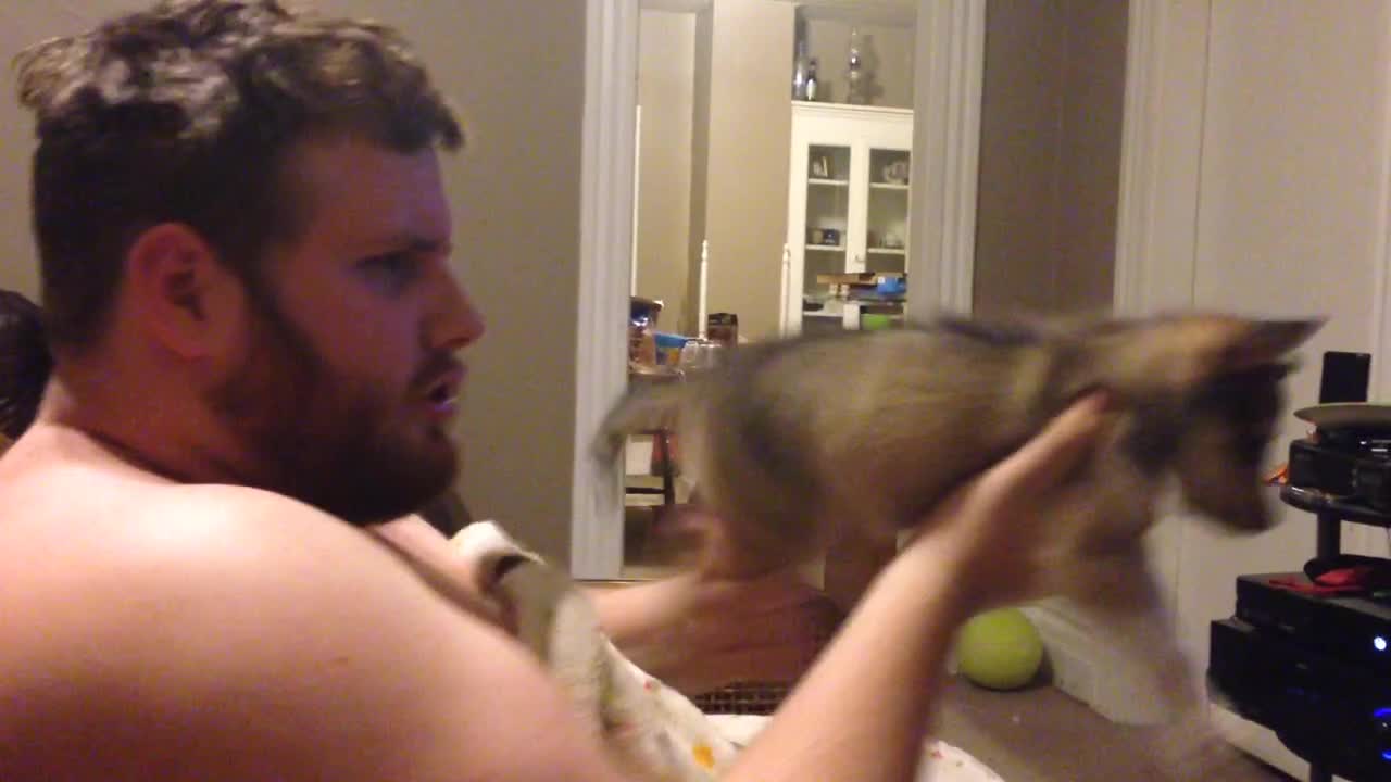 Machine Gun Puppy