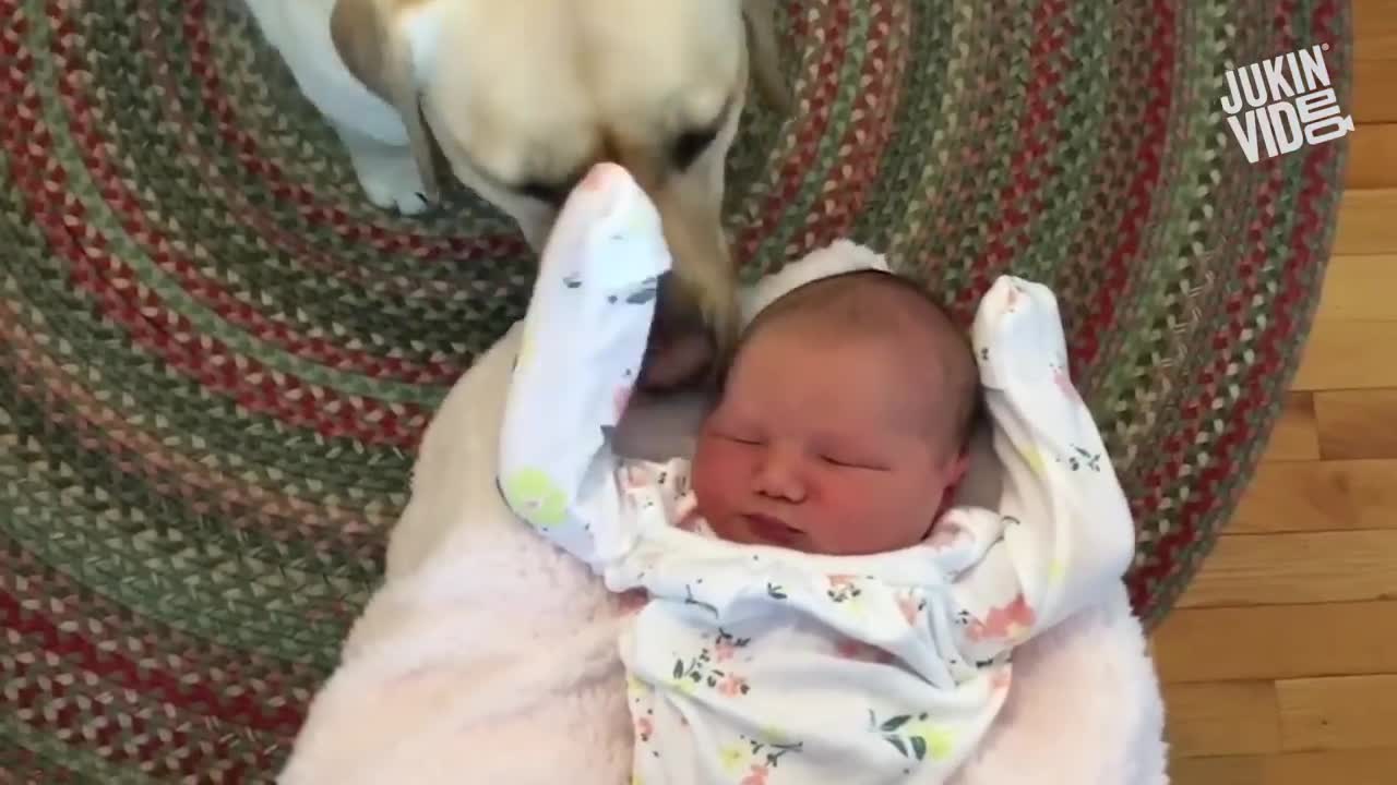 Cute Baby Playing With Dogs Compilation - Baby Pets Video